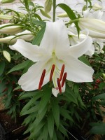 [5267 Casa Blanca 2N No02.JPG]